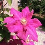 Pink Clematis