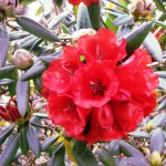 Red Rhodie